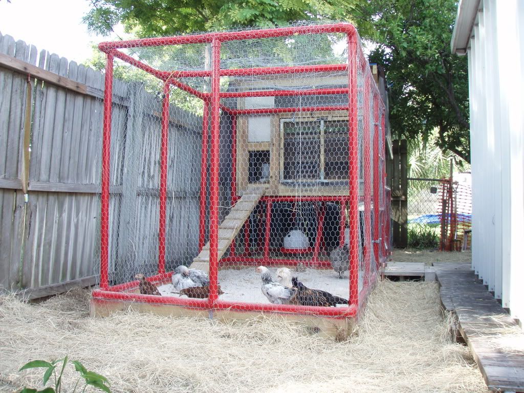 My Urban Backyard Warm Weather Open Air Coop & Run *PIC HEAVY